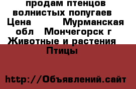 продам птенцов волнистых попугаев › Цена ­ 800 - Мурманская обл., Мончегорск г. Животные и растения » Птицы   